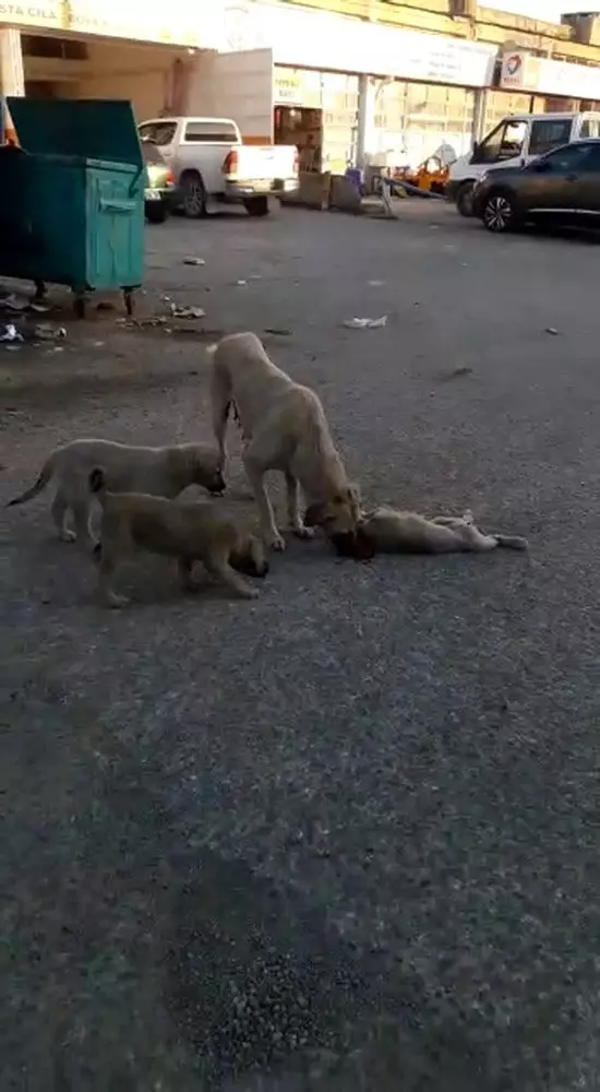 Ölen yavrusunun başında ağlayan köpek, görenleri duygulandırdı Ölen yavrusunun başında ağlayan köpek, görenleri duygulandırdı
