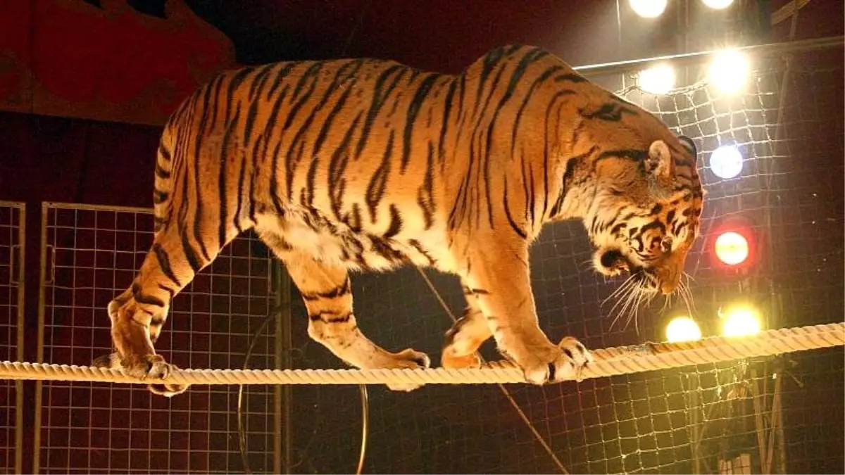 Paris'ten vahşi sirk hayvanlarına özgürlük: Gösteri için sahne çıkartılmaları yasaklanıyor