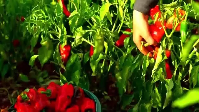 Şanlıurfalı kadınlar isotu bilimsel yöntemler üretiyor Şanlıurfalı kadınlar isotu bilimsel yöntemler üretiyor