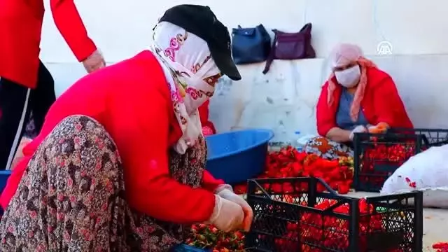 Şanlıurfalı kadınlar isotu bilimsel yöntemler üretiyor Şanlıurfalı kadınlar isotu bilimsel yöntemler üretiyor