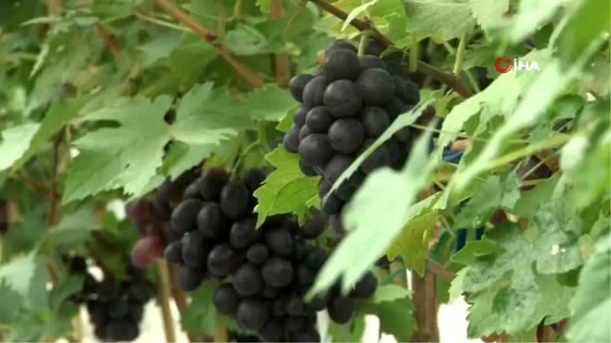 Üzümde ikinci hasat hayali gerçek oldu