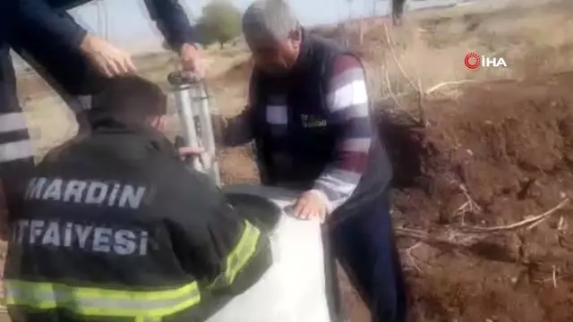 Mardin'de 5 köpek yavrusunu çuvala koyup lağım çukuruna attılar Mardin'de 5 köpek yavrusunu çuvala koyup lağım çukuruna attılar