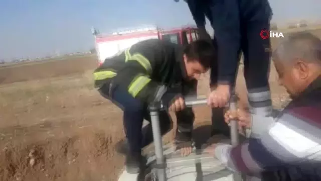 Mardin'de 5 köpek yavrusunu çuvala koyup lağım çukuruna attılar Mardin'de 5 köpek yavrusunu çuvala koyup lağım çukuruna attılar