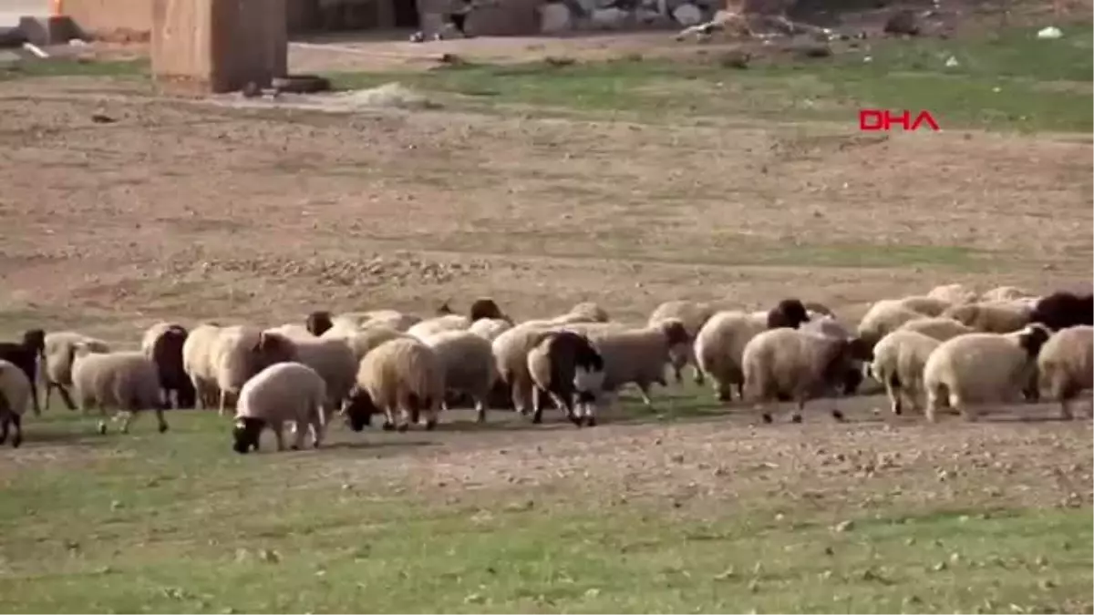 Ankara msb: rasulayn'da hayat normale dönmeye devam ediyor