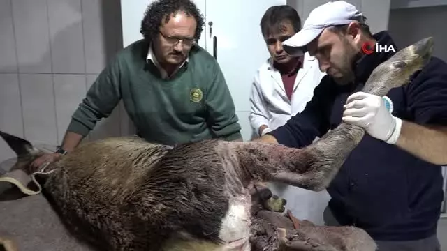 Avcılar vurduğu, köpeklerin parçaladığı geyik kurtarıldı Avcılar vurduğu, köpeklerin parçaladığı geyik kurtarıldı