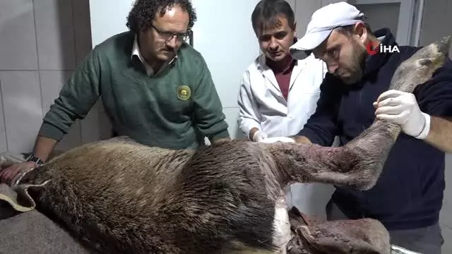 Avcılar vurduğu, köpeklerin parçaladığı geyik kurtarıldı Avcılar vurduğu, köpeklerin parçaladığı geyik kurtarıldı