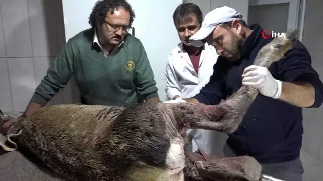 Avcılar vurduğu, köpeklerin parçaladığı geyik kurtarıldı Avcılar vurduğu, köpeklerin parçaladığı geyik kurtarıldı