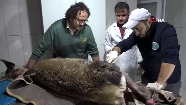 Avcılar vurduğu, köpeklerin parçaladığı geyik kurtarıldı Avcılar vurduğu, köpeklerin parçaladığı geyik kurtarıldı