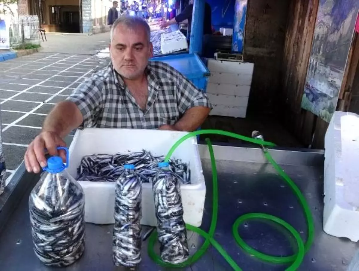Karadeniz'de hamsi bereketi