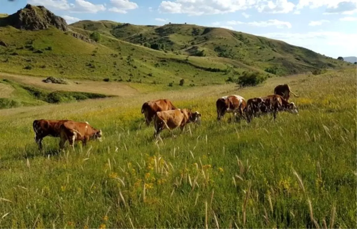 Kırmızı et üretiminde 'büyüme' stratejisi