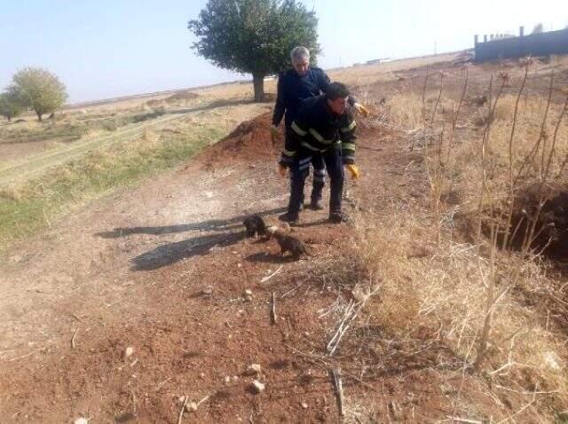 Mardin'de 5 köpek yavrusunu çuvala koyup lağım çukuruna attılar