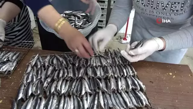 Ordu'daki hamsi şenliğinde 1 buçuk ton hamsi tüketildi Ordu'daki hamsi şenliğinde 1 buçuk ton hamsi tüketildi
