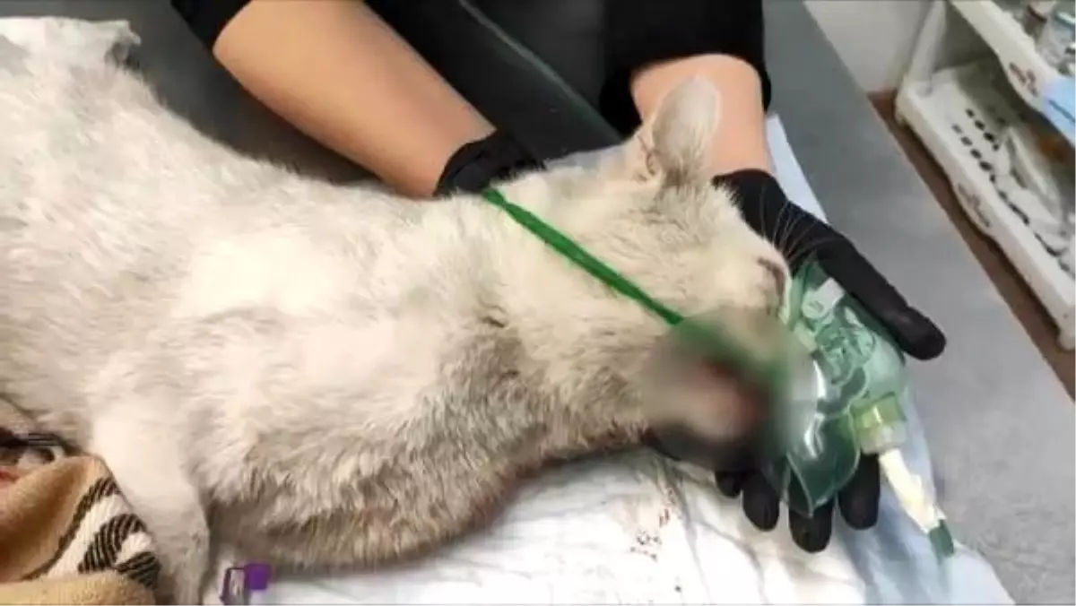 Rusya'da dişleri sökülen kedi tedavi altına alındı