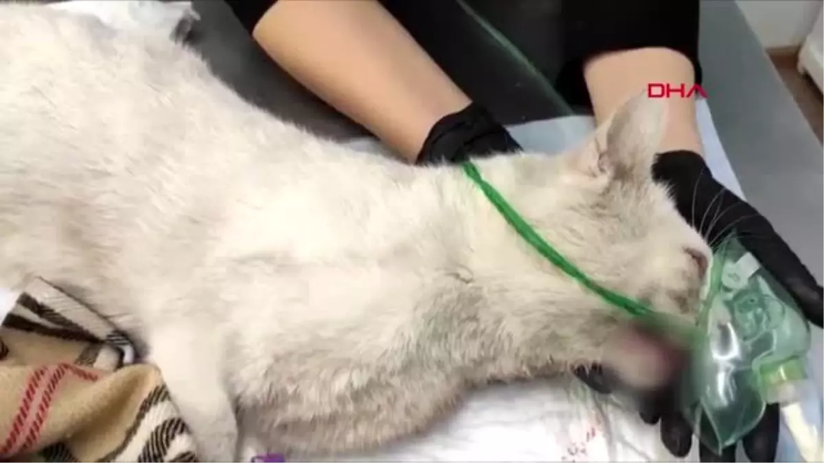 Rusya'da dişleri sökülen kedi tedavi altına alındı