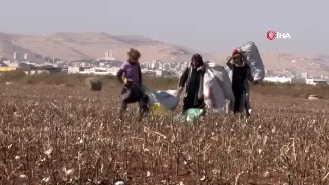 Tarlada kalan pamuk atıkları geçim kaynağı oldu Tarlada kalan pamuk atıkları geçim kaynağı oldu