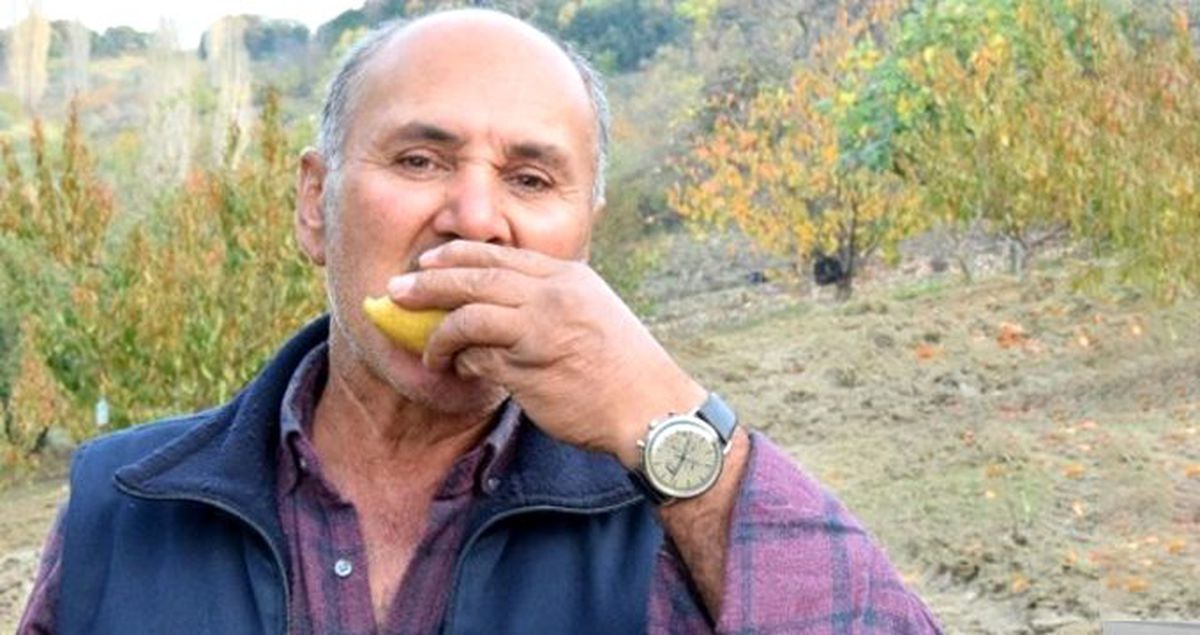 Armut ağacı 2 ay ara ile meyve verdi