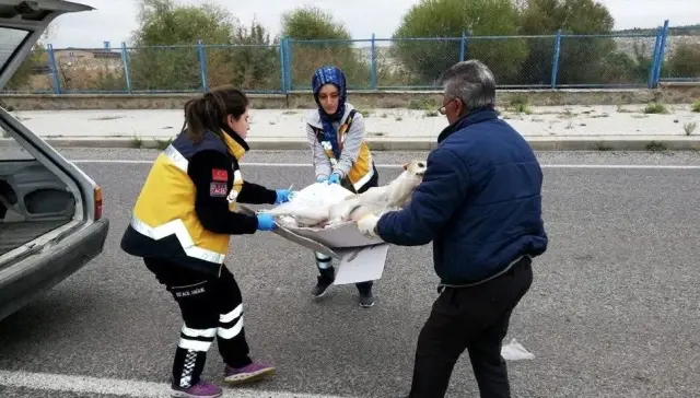 Konya'da 112 çalışanları 'Paşa' için gözyaşı döktü Konya'da 112 çalışanları 'Paşa' için gözyaşı döktü