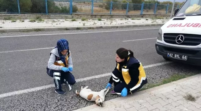 Konya'da 112 çalışanları 'Paşa' için gözyaşı döktü Konya'da 112 çalışanları 'Paşa' için gözyaşı döktü