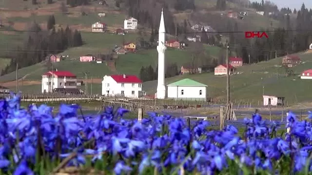 Trabzon kadıralak yaylası'nın 'koruma statüsü' yargıya taşındı Trabzon kadıralak yaylası'nın 'koruma statüsü' yargıya taşındı