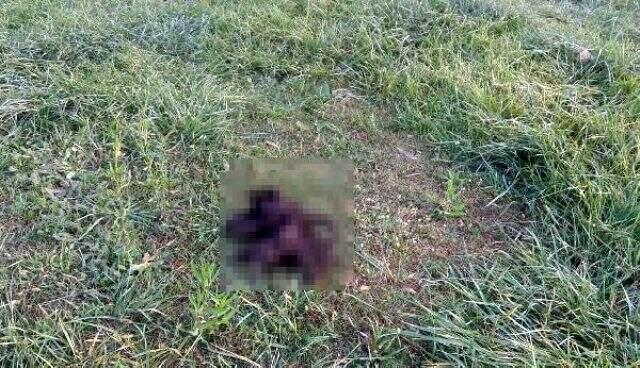6 parçaya ayrılmış köpek ölüsüyle ilgili 'satanist ayini' iddiası