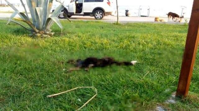 6 parçaya ayrılmış köpek ölüsüyle ilgili 'satanist ayini' iddiası