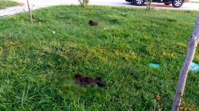 6 parçaya ayrılmış köpek ölüsüyle ilgili 'satanist ayini' iddiası