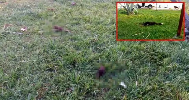 6 parçaya ayrılmış köpek ölüsüyle ilgili