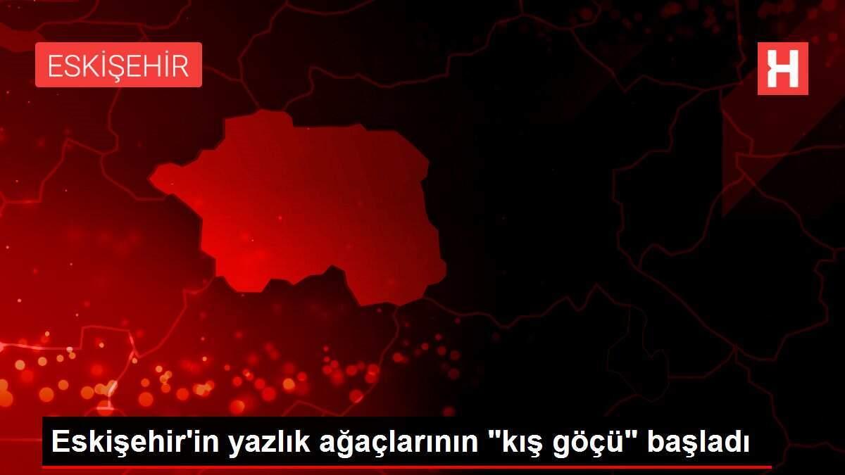 Eskişehir'in yazlık ağaçlarının