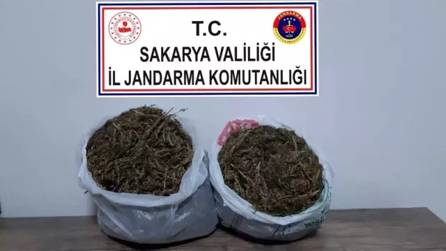 Sakarya'da esrar operasyonu: 1 tutuklama Sakarya'da esrar operasyonu: 1 tutuklama