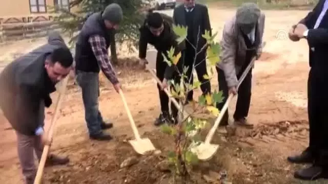Sanatçıların köyünde, Yıldız Kenter için çınar fidanı dikildi - KONYA