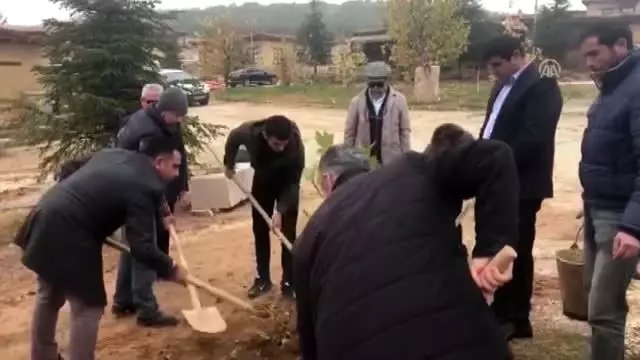 Sanatçıların köyünde, Yıldız Kenter için çınar fidanı dikildi - KONYA