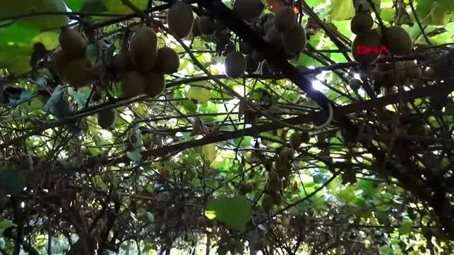 Antalya gazipaşa'da kivi hasadı başladı