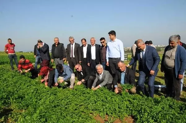 Hatay'da maydanoz hasadı başladı Hatay'da maydanoz hasadı başladı