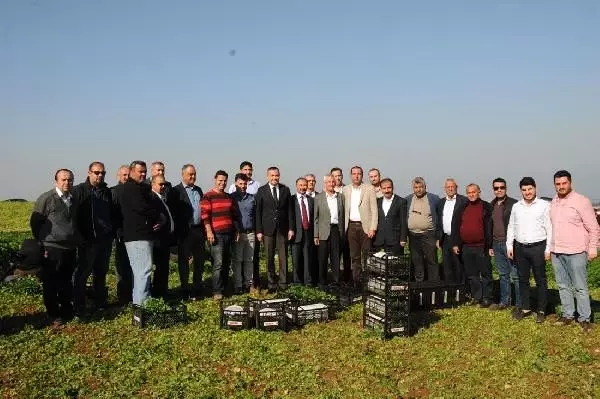Hatay'da maydanoz hasadı başladı