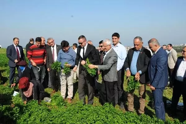 Hatay'da maydanoz hasadı başladı