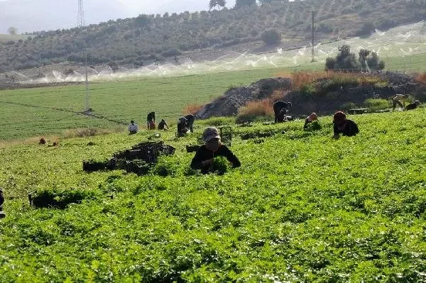 Hatay'da maydanoz hasadı başladı