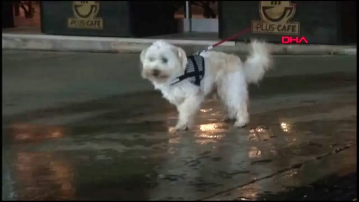 Otomobilin koltuğunu kirleten köpekleri, ikinci otomobil sahibi yaptı