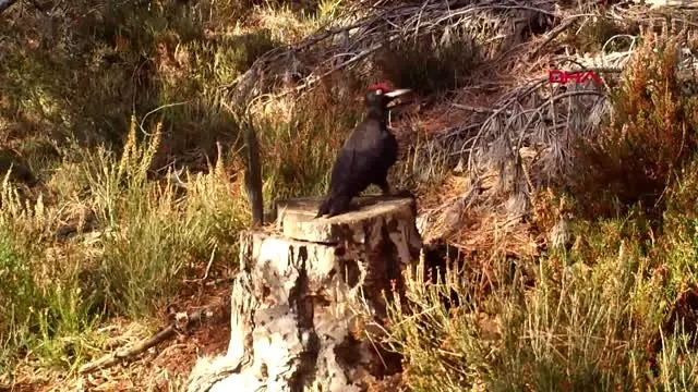 Tekirdağ'da kara ağaçkakan fotokapanla görüntülendi Tekirdağ'da kara ağaçkakan fotokapanla görüntülendi