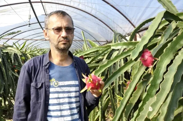 Bahçede kilosu, tezgahta tanesi 30 lira Bahçede kilosu, tezgahta tanesi 30 lira