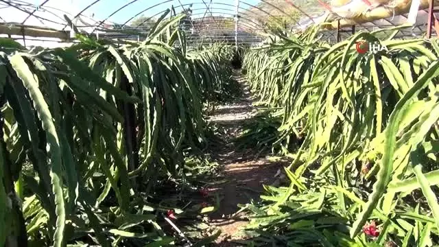 Bahçede kilosu, tezgahta tanesi 30 lira...Üretici sebze seralarını 'pithaya' bahçesine çeviriyor Bahçede kilosu, tezgahta tanesi 30 lira...Üretici sebze seralarını 'pithaya' bahçesine çeviriyor