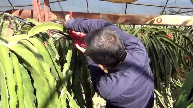 Bahçede kilosu, tezgahta tanesi 30 lira...Üretici sebze seralarını 'pithaya' bahçesine çeviriyor Bahçede kilosu, tezgahta tanesi 30 lira...Üretici sebze seralarını 'pithaya' bahçesine çeviriyor
