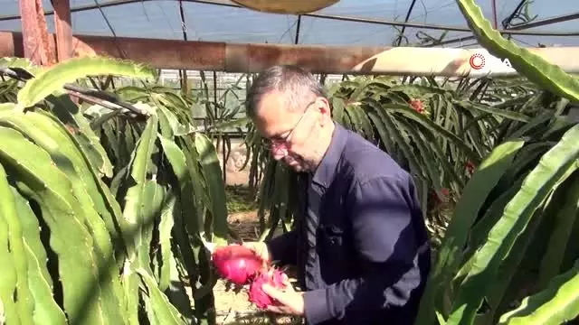Bahçede kilosu, tezgahta tanesi 30 lira...Üretici sebze seralarını 'pithaya' bahçesine çeviriyor Bahçede kilosu, tezgahta tanesi 30 lira...Üretici sebze seralarını 'pithaya' bahçesine çeviriyor