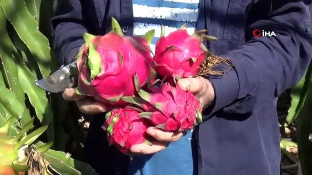 Bahçede kilosu, tezgahta tanesi 30 lira...Üretici sebze seralarını 'pithaya' bahçesine çeviriyor Bahçede kilosu, tezgahta tanesi 30 lira...Üretici sebze seralarını 'pithaya' bahçesine çeviriyor
