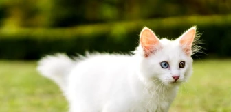 En güzel kedi isimleri nelerdir? Erkek kedi isimleri neler? Dişi kedi isimleri neler? En popüler kedi isimleri