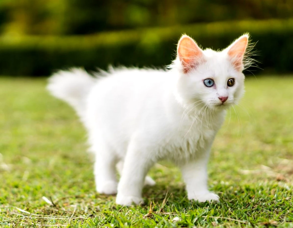 En Guzel Kedi Isimleri Nelerdir Erkek Kedi Isimleri Neler Disi Kedi Isimleri Neler En Populer Kedi Isimleri
