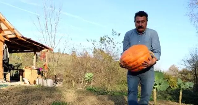 Hobi için diktiği kabaklar 40 kiloya ulaştı Hobi için diktiği kabaklar 40 kiloya ulaştı