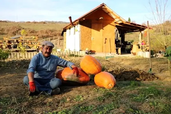 Hobi için diktiği kabaklar 40 kiloya ulaştı Hobi için diktiği kabaklar 40 kiloya ulaştı
