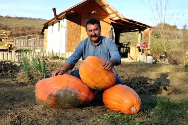 Hobi için diktiği kabaklar 40 kiloya ulaştı Hobi için diktiği kabaklar 40 kiloya ulaştı