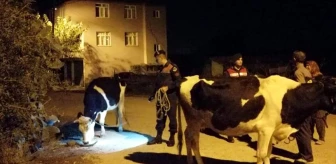 Manavgat'ta kaybolan inekleri jandarma buldu