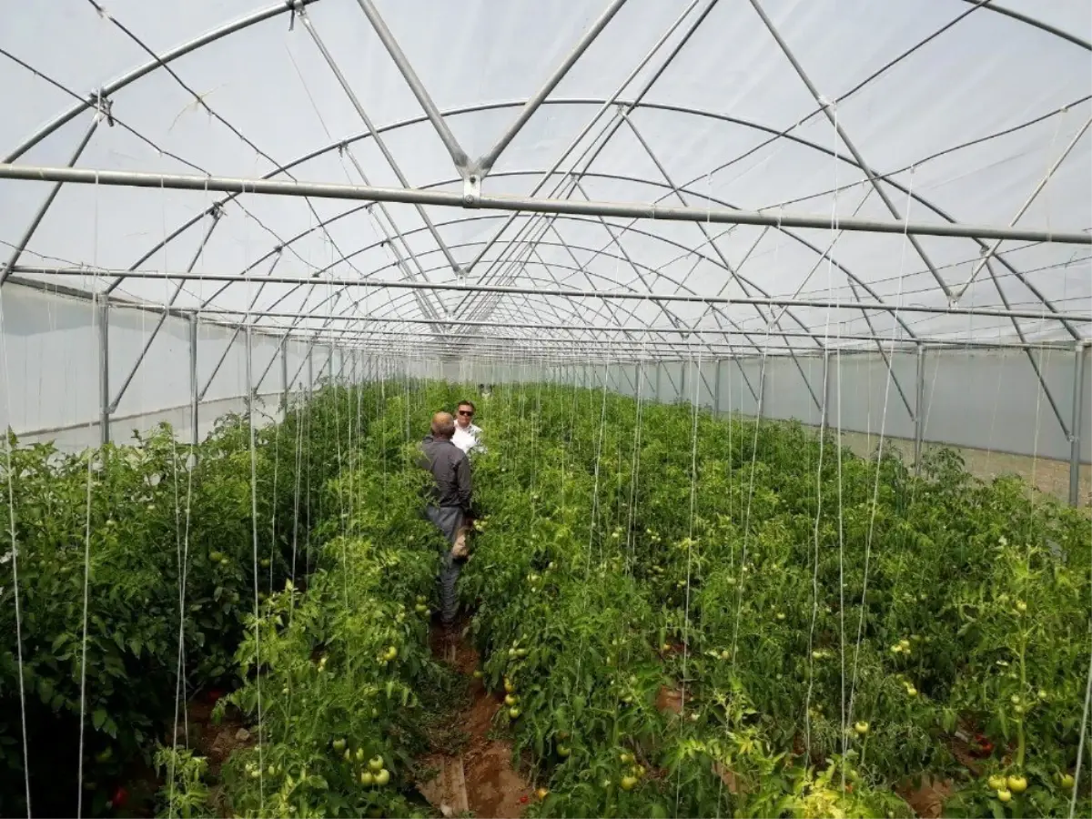 Manisa'da seracılıkta büyük artış